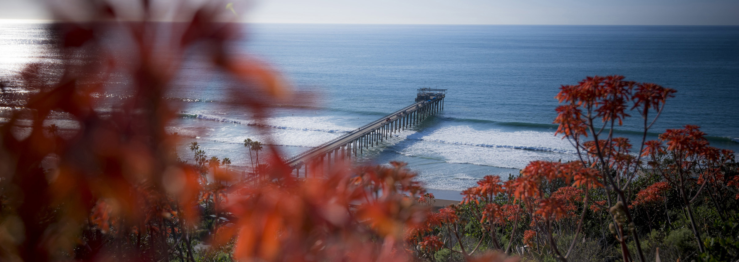 scripps pier with red flowers