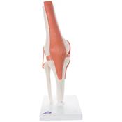 Functional Knee Model
