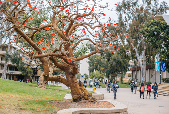 tree at revelle college