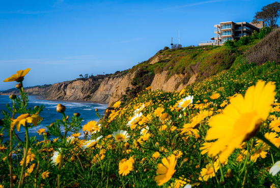 close up of yellow sunflowers with Scripps pier and ocean in background