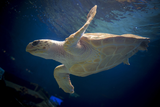 Close up image of sea turtle swimming