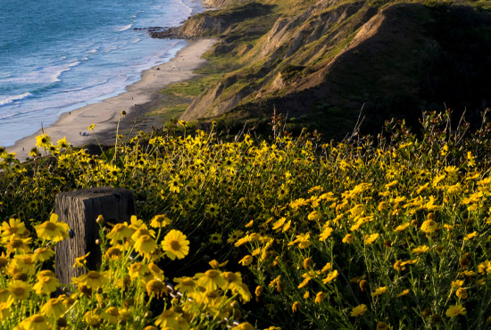Sunflowers with cliffs and ocean in background